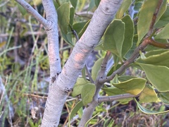 Maytenus phyllanthoides