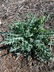 Argemone platyceras