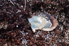 Pinctada imbricata