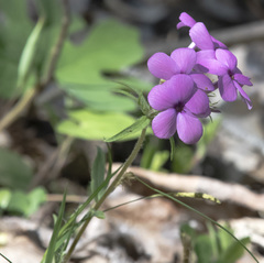 Phlox maculata