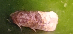 Ecdytolopha mana