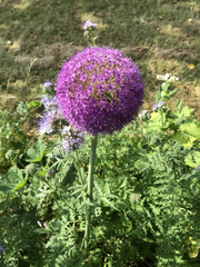 Allium aflatunense