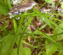 Amilenus aurantiacus