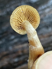 Galerina castaneipes