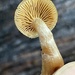 Galerina castaneipes - Photo (c) ym_wang_pnw, some rights reserved (CC BY-NC)