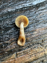 Galerina castaneipes