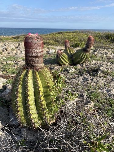 Melocactus intortus