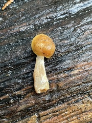 Galerina castaneipes