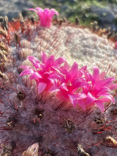 Melocactus intortus