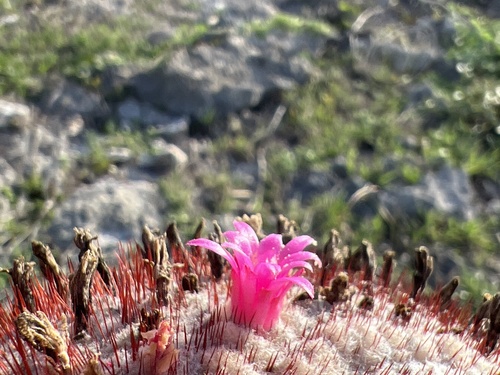 Melocactus intortus