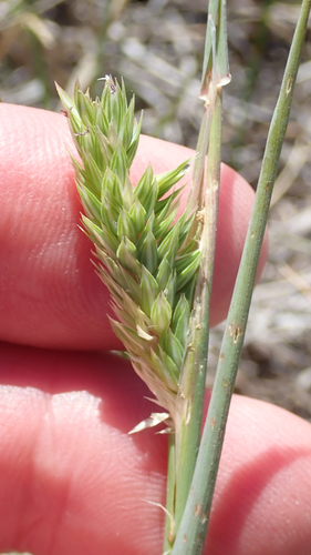 Image of Lemmon's Canarygrass (Phalaris lemmonii) by (c) Henrik Kibak, some rights reserved (CC BY)