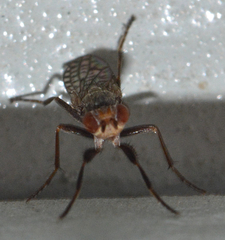 Pherbellia schoenherri