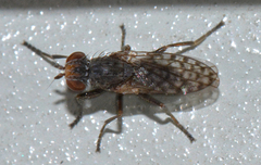Pherbellia schoenherri