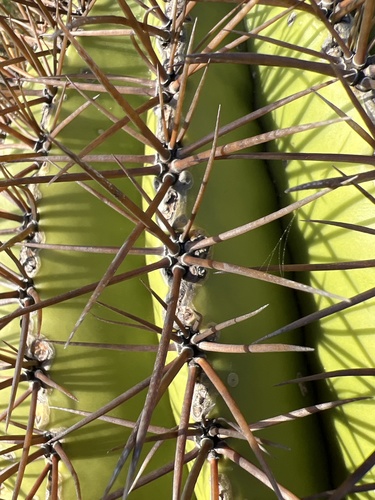 Melocactus intortus