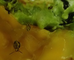 Sminthurinus henshawi