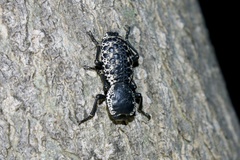 Zopherus laevicollis