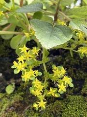 Sedum actinocarpum