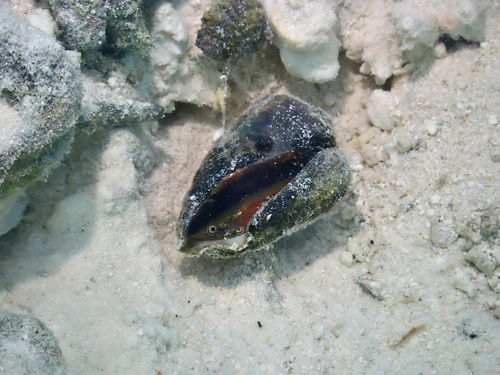 Strombus luhuanus observed 2021-08-14