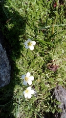 Saxifraga hypnoides