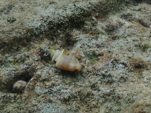 Strombus luhuanus observed 2021-08-13