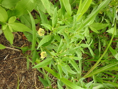 Physalis virginiana