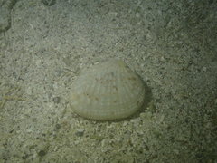 Gafrarium pectinatum