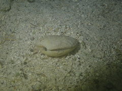 Gafrarium pectinatum