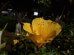 Hibiscus rosa-sinensis