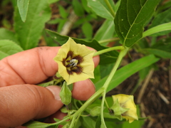 Physalis virginiana