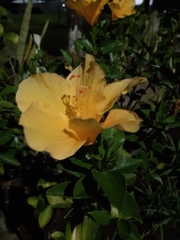 Hibiscus rosa-sinensis