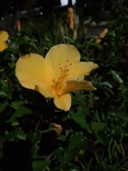 Hibiscus rosa-sinensis