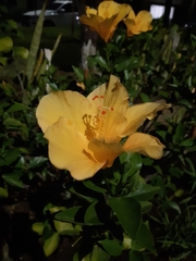 Hibiscus rosa-sinensis