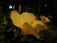 Hibiscus rosa-sinensis