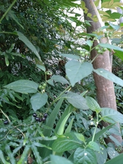 Solanum americanum