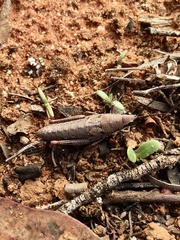 Monistria discrepans