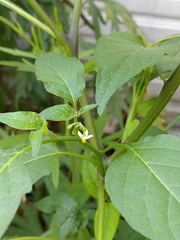 Solanum americanum