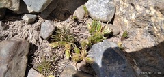 Poa lepidula
