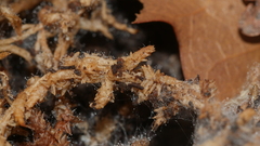 Lecanicillium saksenae