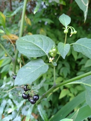 Solanum americanum