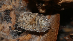Lecanicillium saksenae