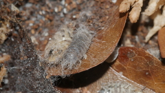 Lecanicillium saksenae
