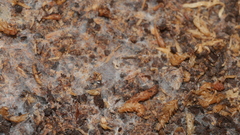 Lecanicillium saksenae
