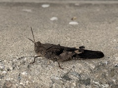 Trimerotropis fontana