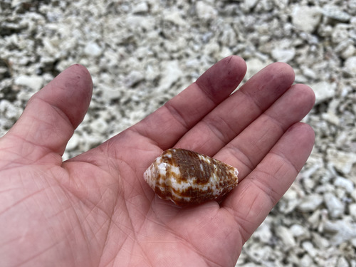 Conus catus observed 2021-08-15
