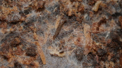 Lecanicillium saksenae