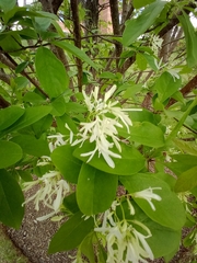 Chionanthus retusus