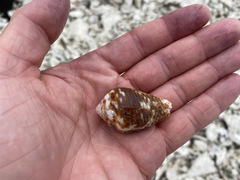 Conus catus