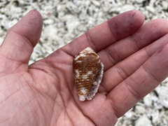 Conus catus