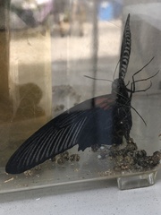 Papilio memnon