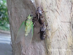 Vagitanus terminalis